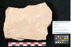 Foto (Objekt + Etikett) von Banksia ungeri (NHMW-GEO-2024-0188-11495)